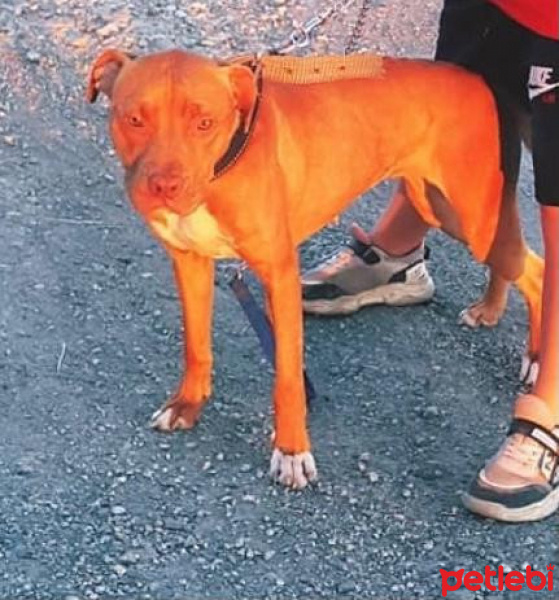 Amerikan Pitbull Terrier, Köpek  Fiona fotoğrafı