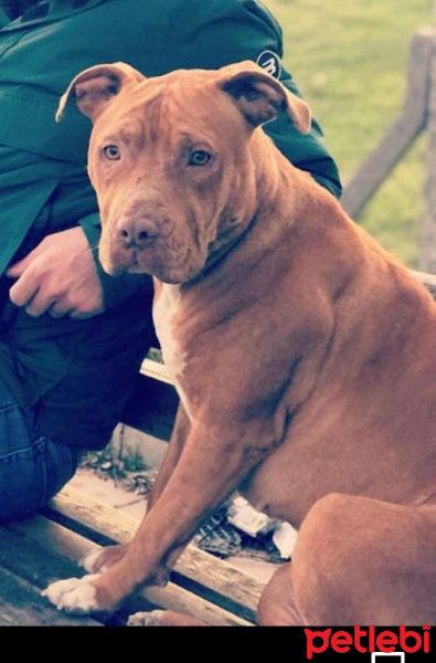Amerikan Pitbull Terrier, Köpek  Fiona fotoğrafı