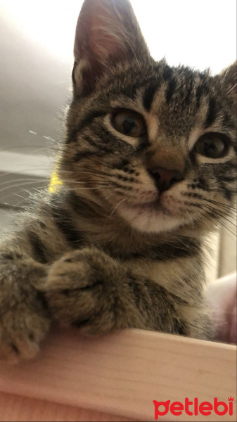 Tekir Kedi, Kedi  Minik fotoğrafı