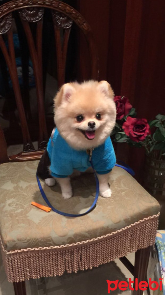 Pomeranyalı, Köpek  Latte fotoğrafı