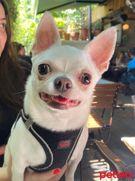 Chihuahua, Köpek  Hera fotoğrafı