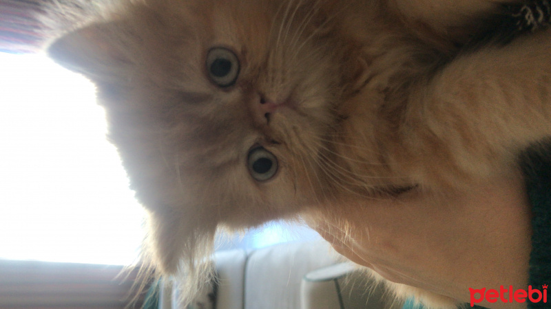 Exotic Shorthair, Kedi  Çakıl fotoğrafı