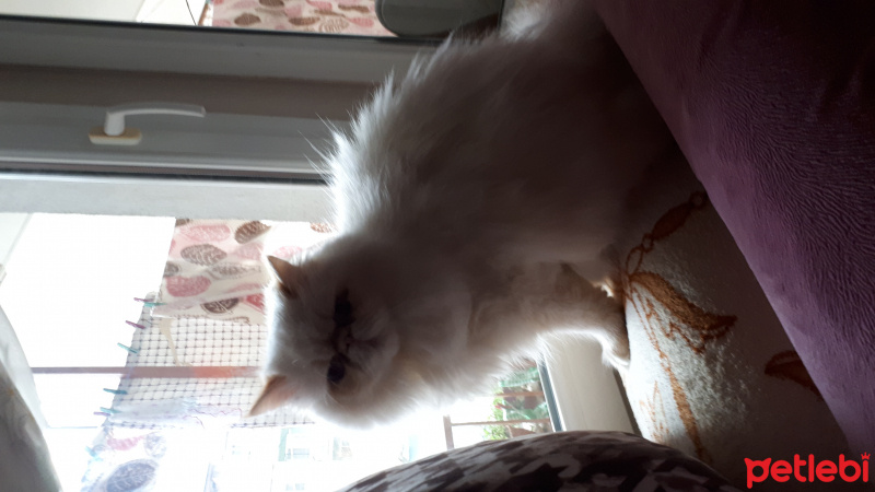 İran Kedisi (Persian), Kedi  Mia fotoğrafı
