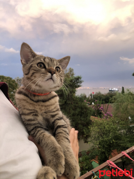 British Shorthair, Kedi  Merci fotoğrafı