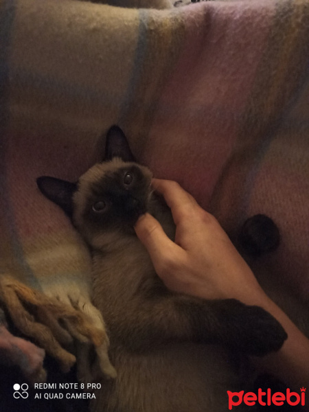 Siyam Kedisi, Kedi  MARS fotoğrafı