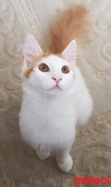 Tekir Kedi, Kedi  Pamuk fotoğrafı
