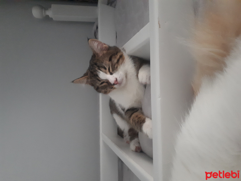 Tekir Kedi, Kedi  Panda fotoğrafı