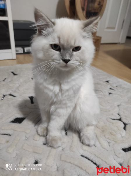 British Shorthair, Kedi  Isimsiz fotoğrafı