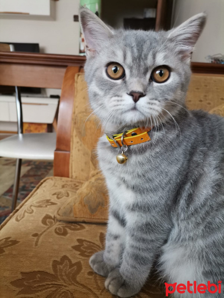 British Shorthair, Kedi  Isimsiz fotoğrafı