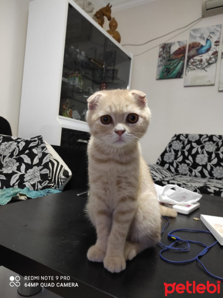 British Shorthair, Kedi  Isimsiz fotoğrafı