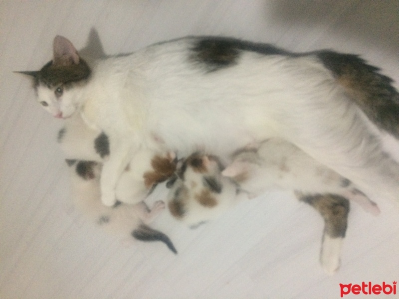 Tekir Kedi, Kedi  Bebişler fotoğrafı