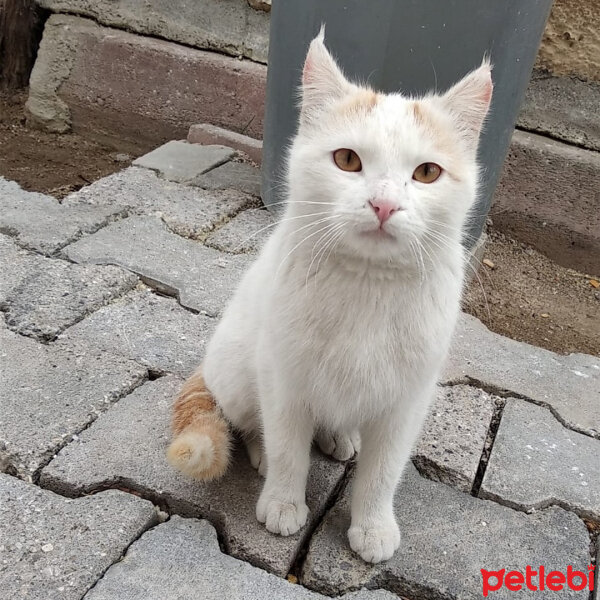 Soke, Kedi  pasaklı fotoğrafı