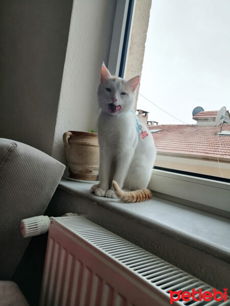 Soke, Kedi  pasaklı fotoğrafı