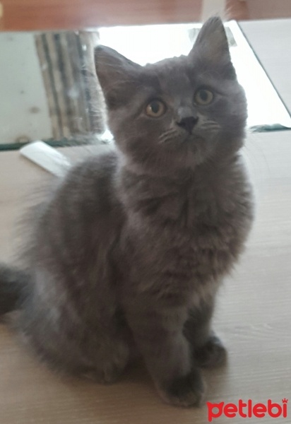 British Shorthair, Kedi  Piçipiçi fotoğrafı
