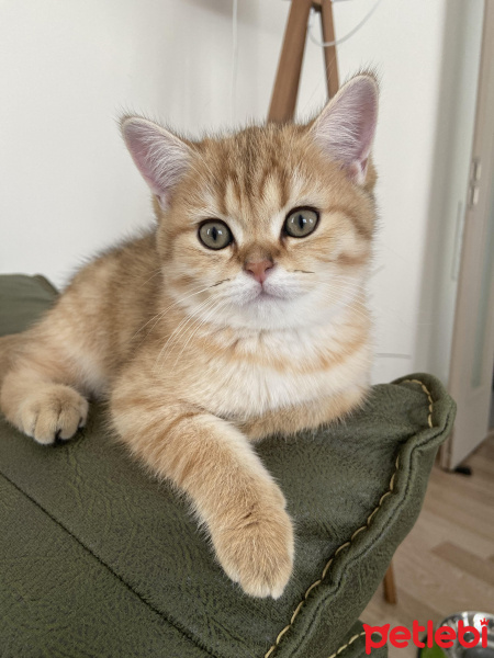 British Shorthair, Kedi  Barney fotoğrafı