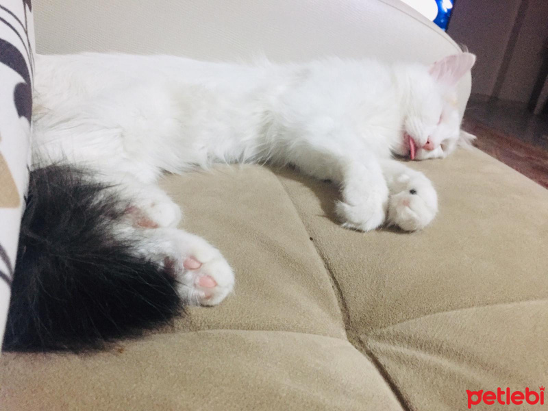 American Keuda, Kedi  Bella fotoğrafı