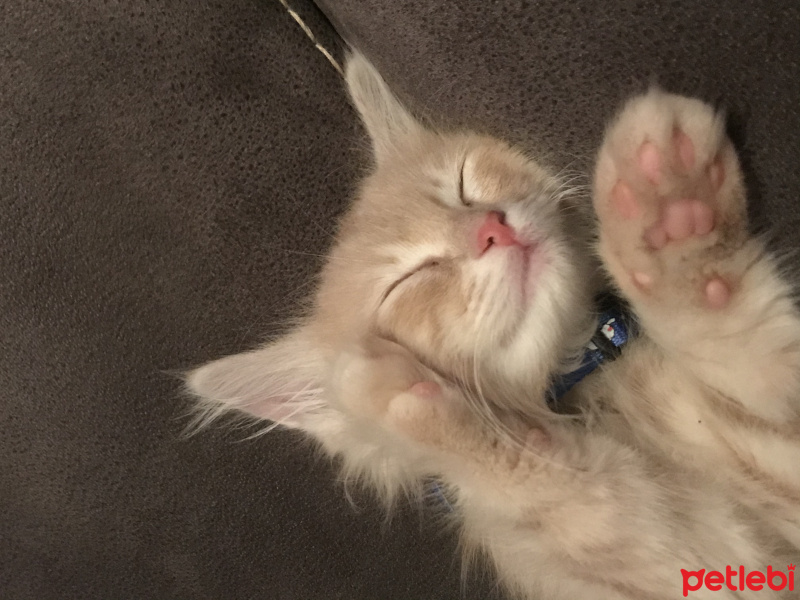 British Shorthair, Kedi  Bal fotoğrafı