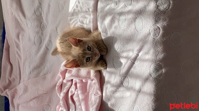 Sarman, Kedi  Lokum fotoğrafı