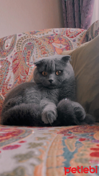 Scottish Fold, Kedi  Gazoz fotoğrafı