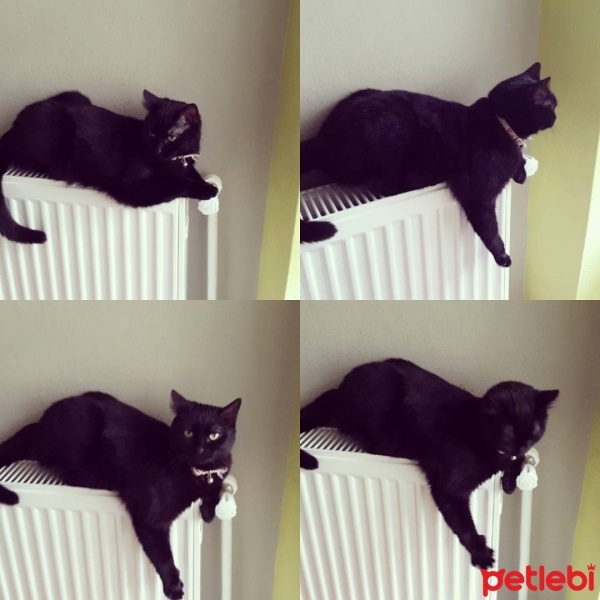 Bombay, Kedi  Zeytin fotoğrafı