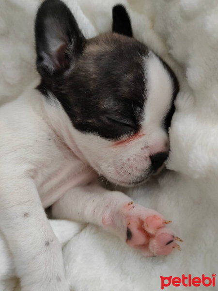 Fransız Bulldog, Köpek  MAYA fotoğrafı