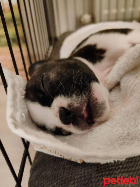 Fransız Bulldog, Köpek  MAYA fotoğrafı