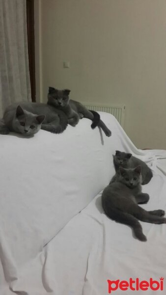 British Shorthair, Kedi  Berberis fotoğrafı