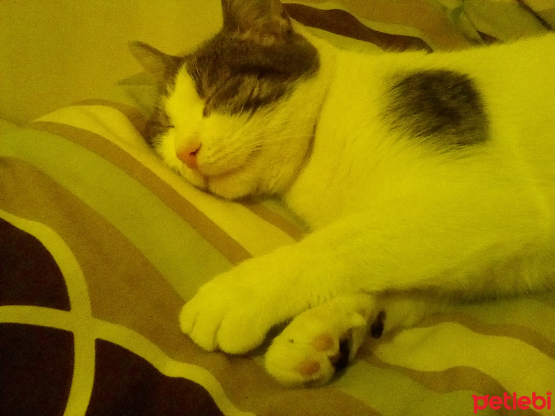 Tekir Kedi, Kedi  Şila fotoğrafı