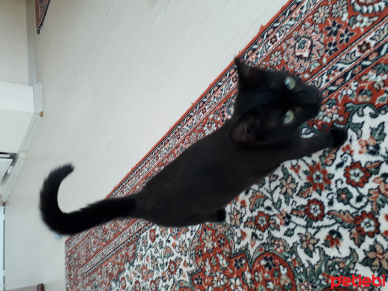 Soke, Kedi  gece fotoğrafı