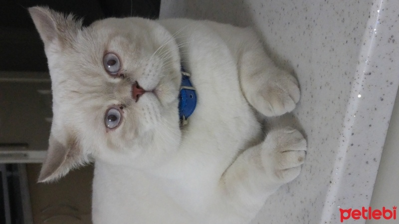 British Shorthair, Kedi  Casper fotoğrafı