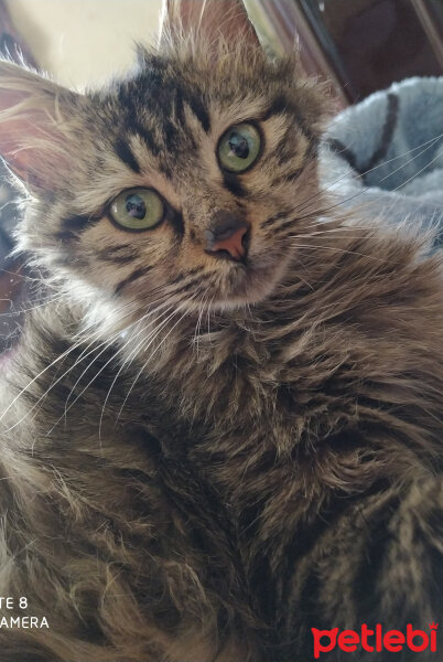 Norwegian Forest, Kedi  süvari fotoğrafı