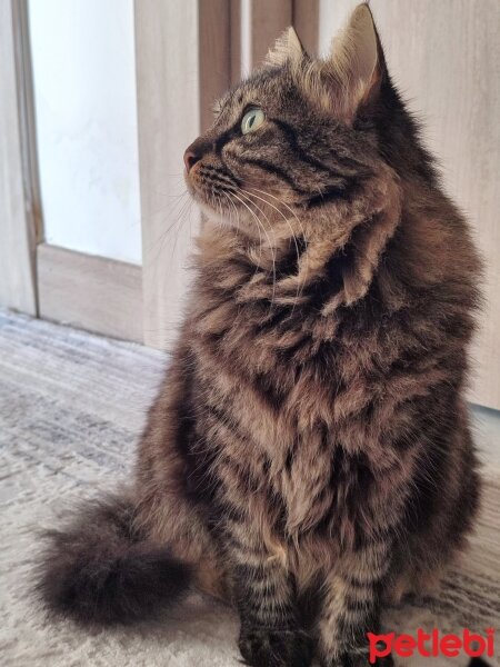 Norwegian Forest, Kedi  süvari fotoğrafı