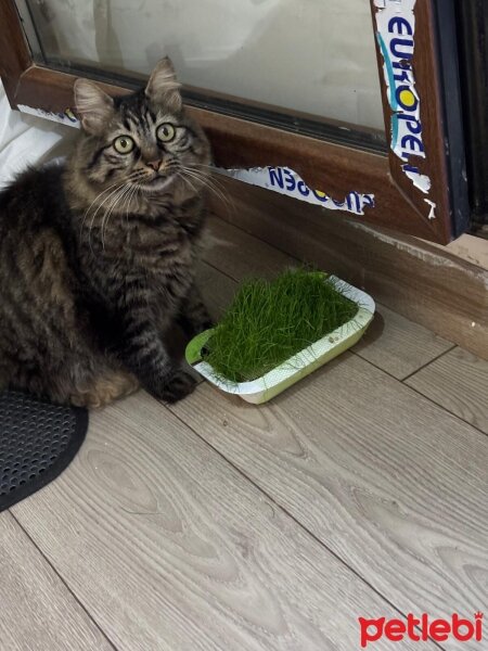 Norwegian Forest, Kedi  süvari fotoğrafı