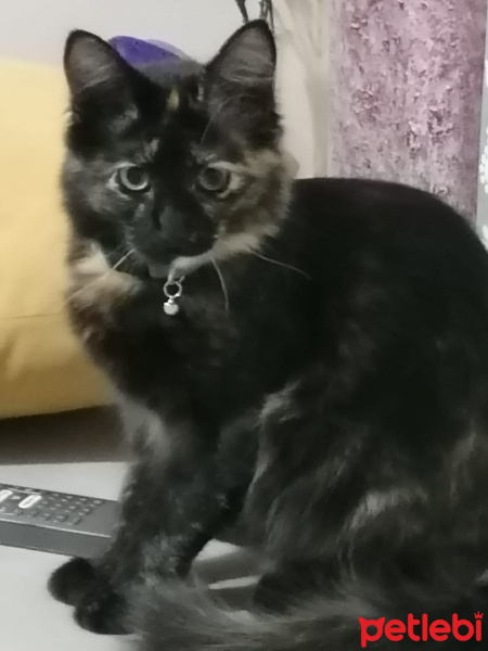 Soke, Kedi  Miya fotoğrafı