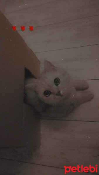 British Shorthair, Kedi  Saphir fotoğrafı