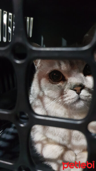 British Shorthair, Kedi  Saphir fotoğrafı