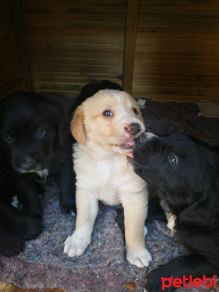 Sokö (Sokak Köpeği), Köpek  Nazlı Can fotoğrafı