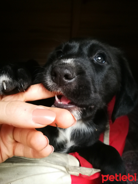 Sokö (Sokak Köpeği), Köpek  Nazlı Can fotoğrafı