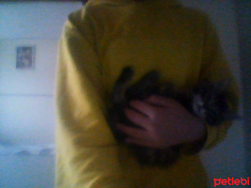Tekir Kedi, Kedi  Boncuk fotoğrafı