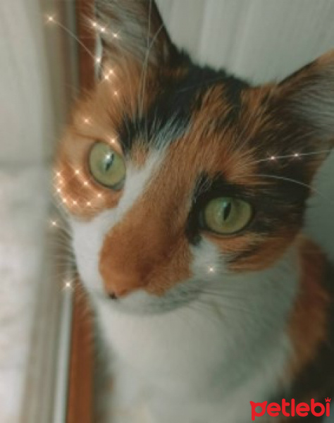 Tekir Kedi, Kedi  Venüs fotoğrafı