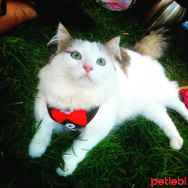 Tekir Kedi, Kedi  Pamuk fotoğrafı