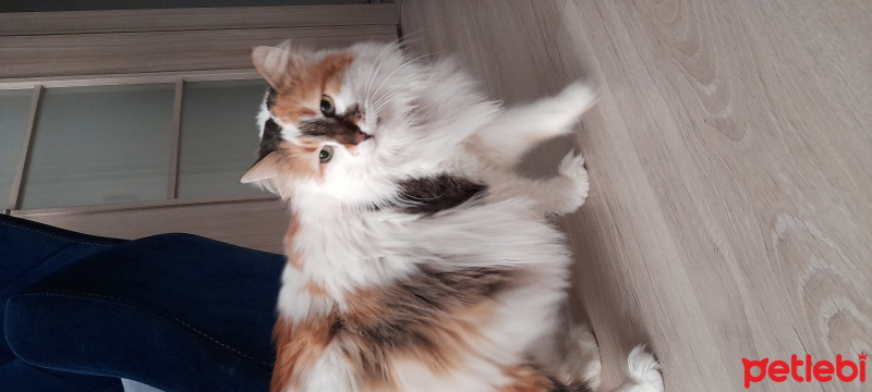Tiffanie, Kedi  Miya fotoğrafı
