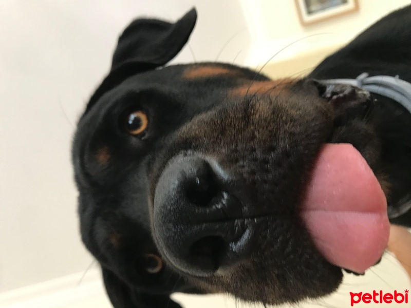 Rottweiler, Köpek  Kane fotoğrafı