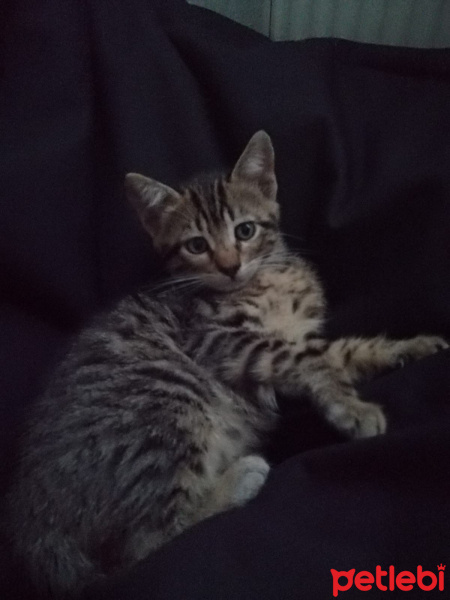 Tekir Kedi, Kedi  Badem fotoğrafı