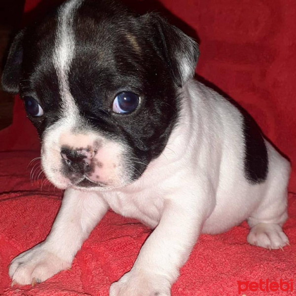 Fransız Bulldog, Köpek  Odin fotoğrafı