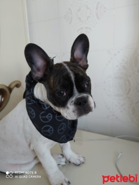 Fransız Bulldog, Köpek  Odin fotoğrafı