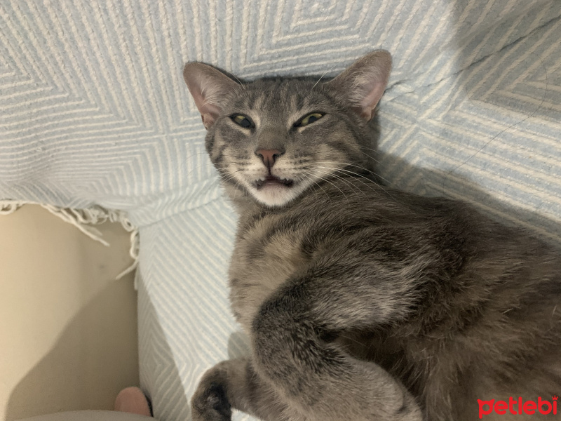 Tekir Kedi, Kedi  Lulu fotoğrafı