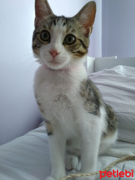 Tekir Kedi, Kedi  Leyla fotoğrafı