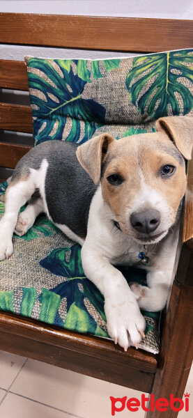 Jack Russell Terrier, Köpek  Jackson five fotoğrafı