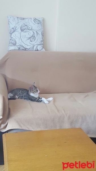 Tekir Kedi, Kedi  Ponçik  fotoğrafı